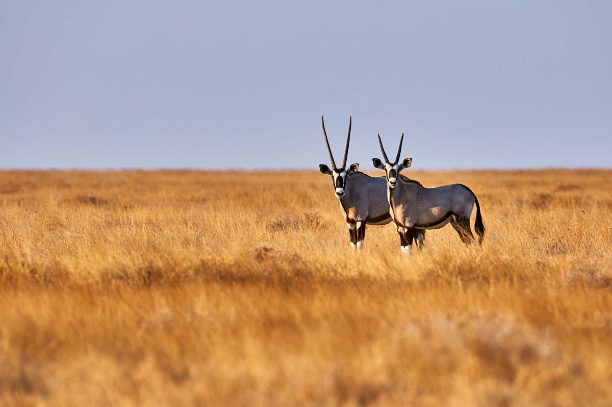 Explore Namibrand during a Luxury Safari in Namibia